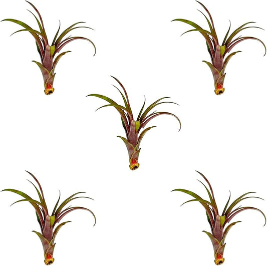 Air Plants - Tillandsia Red Capitata, Large 5-7” - 5 ct - Live Arrival Guaranteed - House Plants for Home Decor & Gift