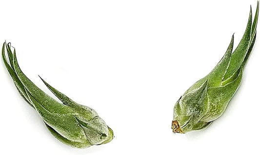 Air Plants - Tillandsia Seleriana, Large 4-6" - 2ct - Live Arrival Guaranteed - House Plants for Home Decor & Gift