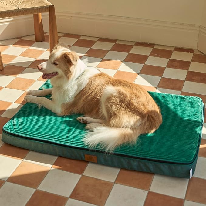 Memory Foam XL Dog Bed - 4” Thick Orthopedic Beds for Extra Large Dogs - Waterproof Dog Bed with Removable Washable Cover & Wrap-Around Zipper - Ultimate Comfort and Easy Maintenance, Green