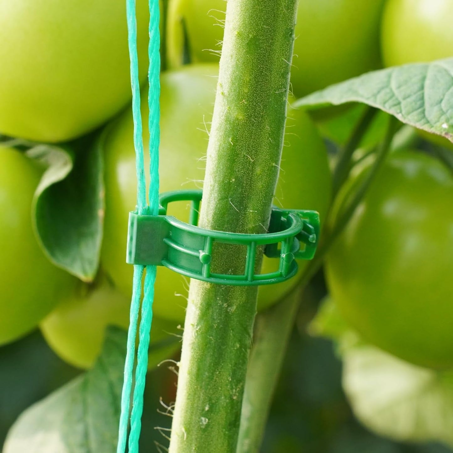 100 Pcs Plant Support Clips,Plastic Clips for Securing Plants,Tomato Vine Clips,Plant Fixing Clips,Garden Clips for Climbing Plants,Grape and Vine Vegetables (100, Green)