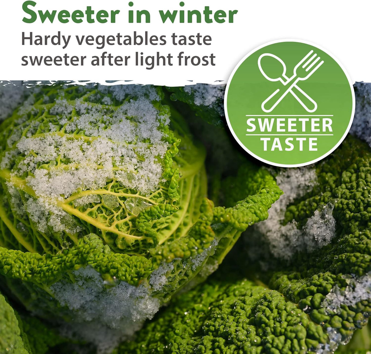 HOME GROWN 12 Winter Vegetable Seeds π‘π’π‘-ππ π’ Heirloom,Fall & Winter Vegetable Seeds for Planting Home Garden: Bean, Beet, Broccoli, Cabbage, Carrot, Cauliflower, Kale,Parsnip,Squash,Chard & More