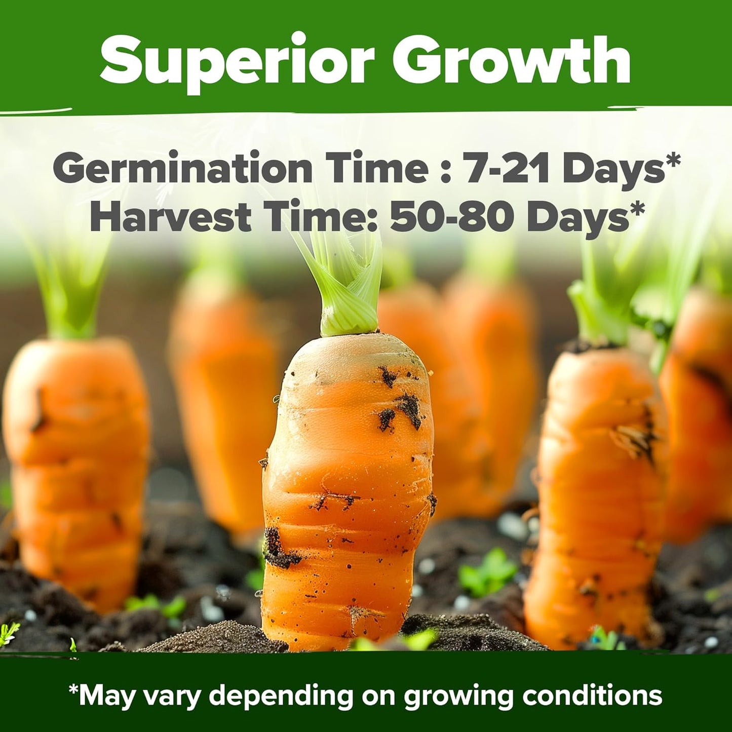 HOME GROWN π¨π¦π π£π₯ππ ππ¨π  Rainbow Carrot Seeds β 2500+ Heirloom Seeds (10 Varieties) β High Germination, π‘π’π‘-ππ π’ Vegetable Seeds for Planting Indoors or Outdoor Home Garden