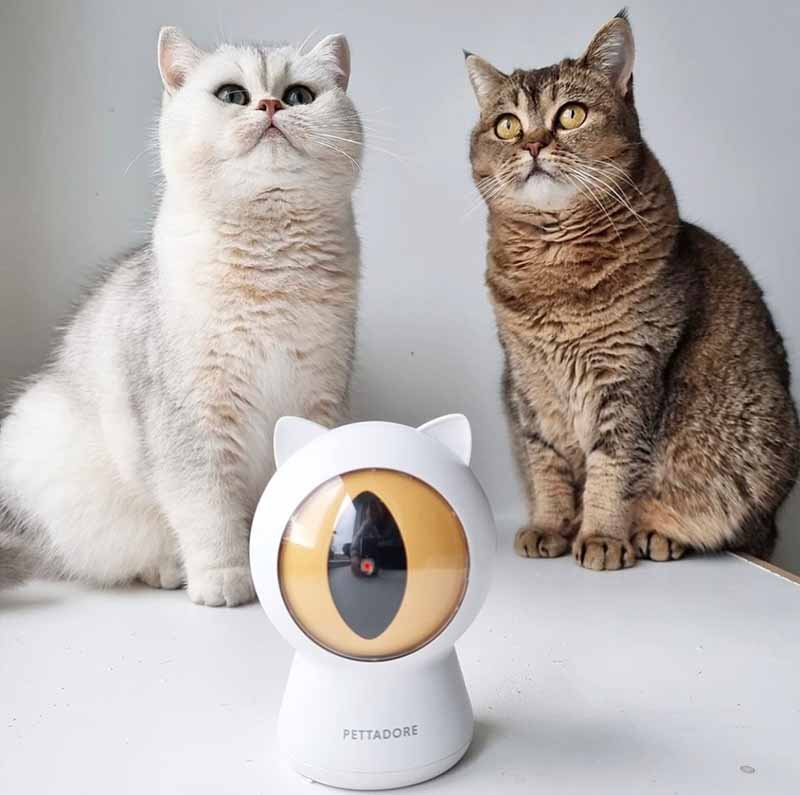Cat laser play