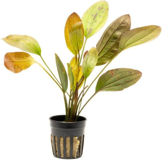 Echinodorus Ozelot Sword Live Plant for Freshwater Aquariums, Natural Fish Tank Decorations, and Aquatic Decor (1 Pot (2-3 Plants))