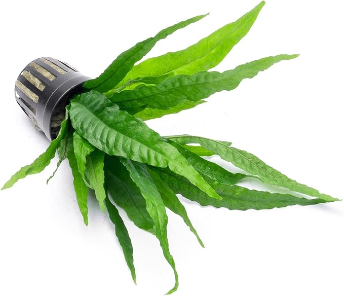 Java Fern Live Aquarium Plants - Potted Freshwater Plant for Fish Tanks - Beginner Friendly, Low Light (Java Fern, 1 Pot)