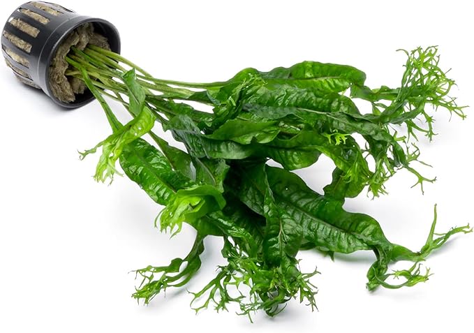 Java Fern Live Aquarium Plants - Potted Freshwater Plant for Fish Tanks - Beginner Friendly, Low Light (Windelov, 5 Pots)