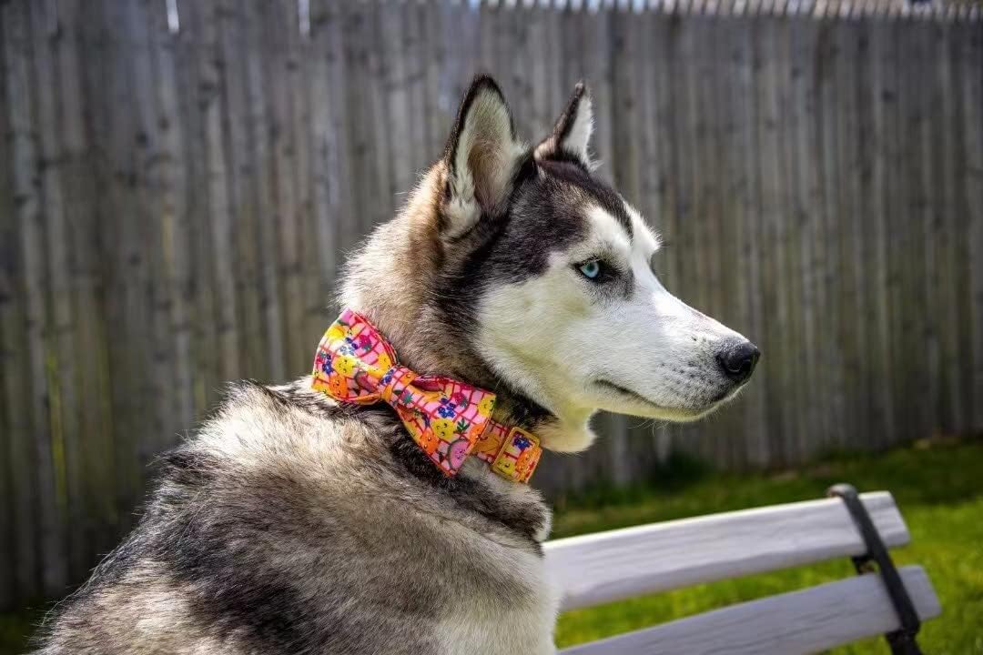 Elegant little tail Dog Collars with Bow - Fruit Print Dog Collar Cute Bowtie Girl Boy Pet Collar for X-Small Puppy