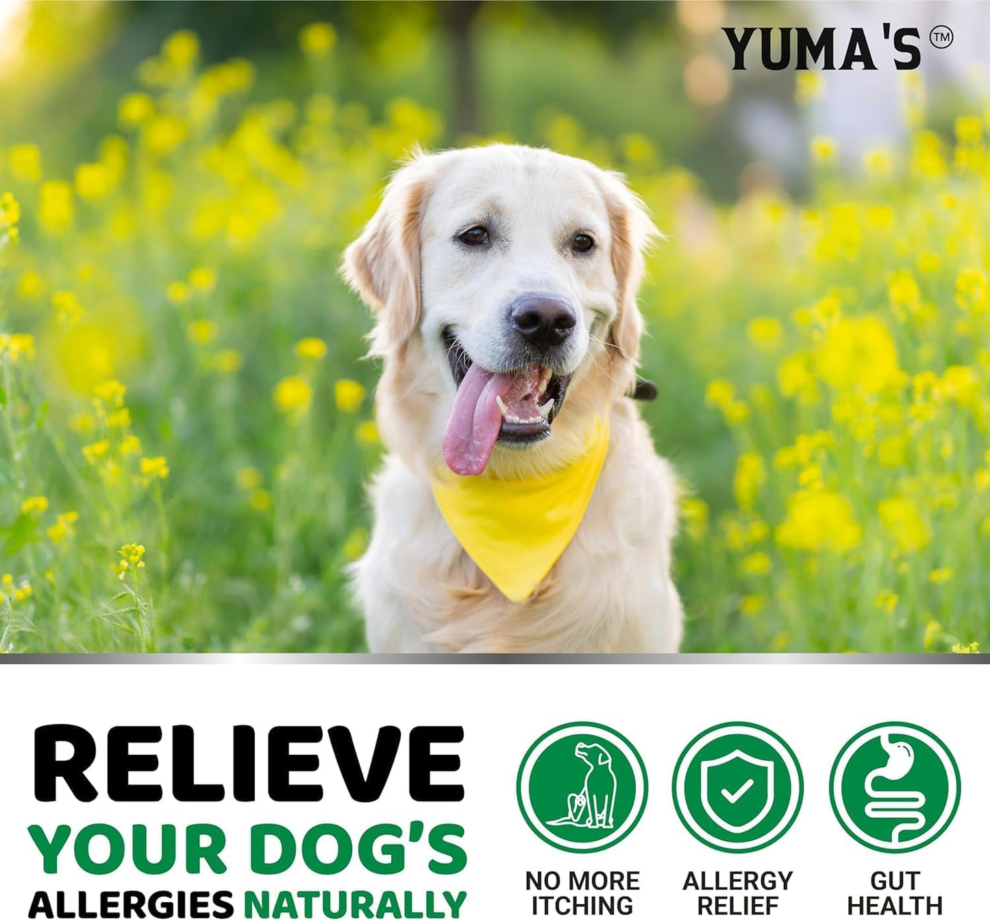 2-Pack Dog Allergy Relief Chews - Dog Itching Skin Relief Treatment Pills - Anti-Itch Chewables - Itchy and Paw Licking - Hot Spots - Omega 3 Fish Oil - Dry Skin & Coat Supplement