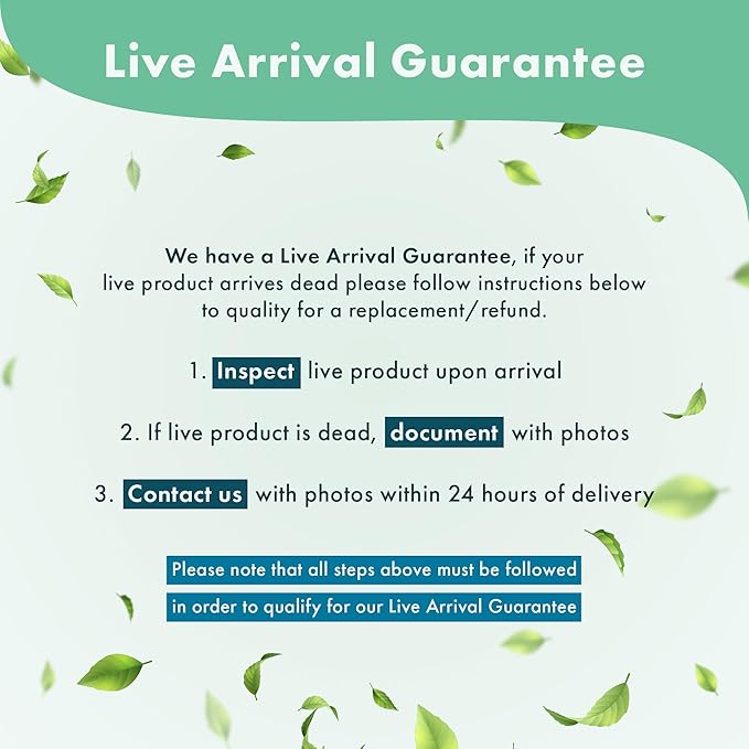 Java Fern Live Aquarium Plants - Potted Freshwater Plant for Fish Tanks - Beginner Friendly, Low Light (Java Fern, 1 Pot)