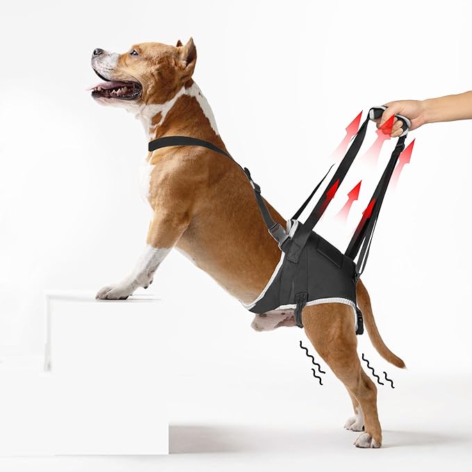 Dog Lift Harness for Large Dogs – Hind Leg Support Sling for Muscle Atrophy, Joint Pain, and Senior Pets, Adjustable Design Helps with Walking, Stairs, and Daily Mobility, L