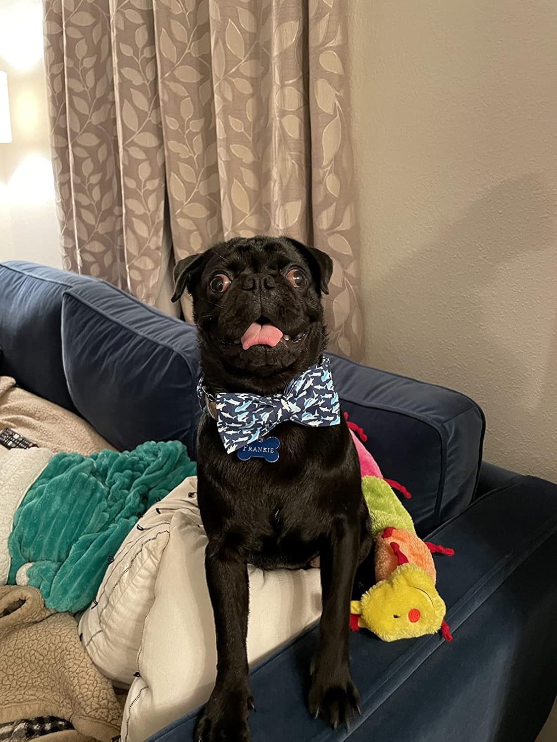 Elegant little tail Dog Collar with Bow, Shark Print Adjustable Dog Collar Cute Bowtie Dog Collar Boy Pet Collar for X-Small Puppy and Cat