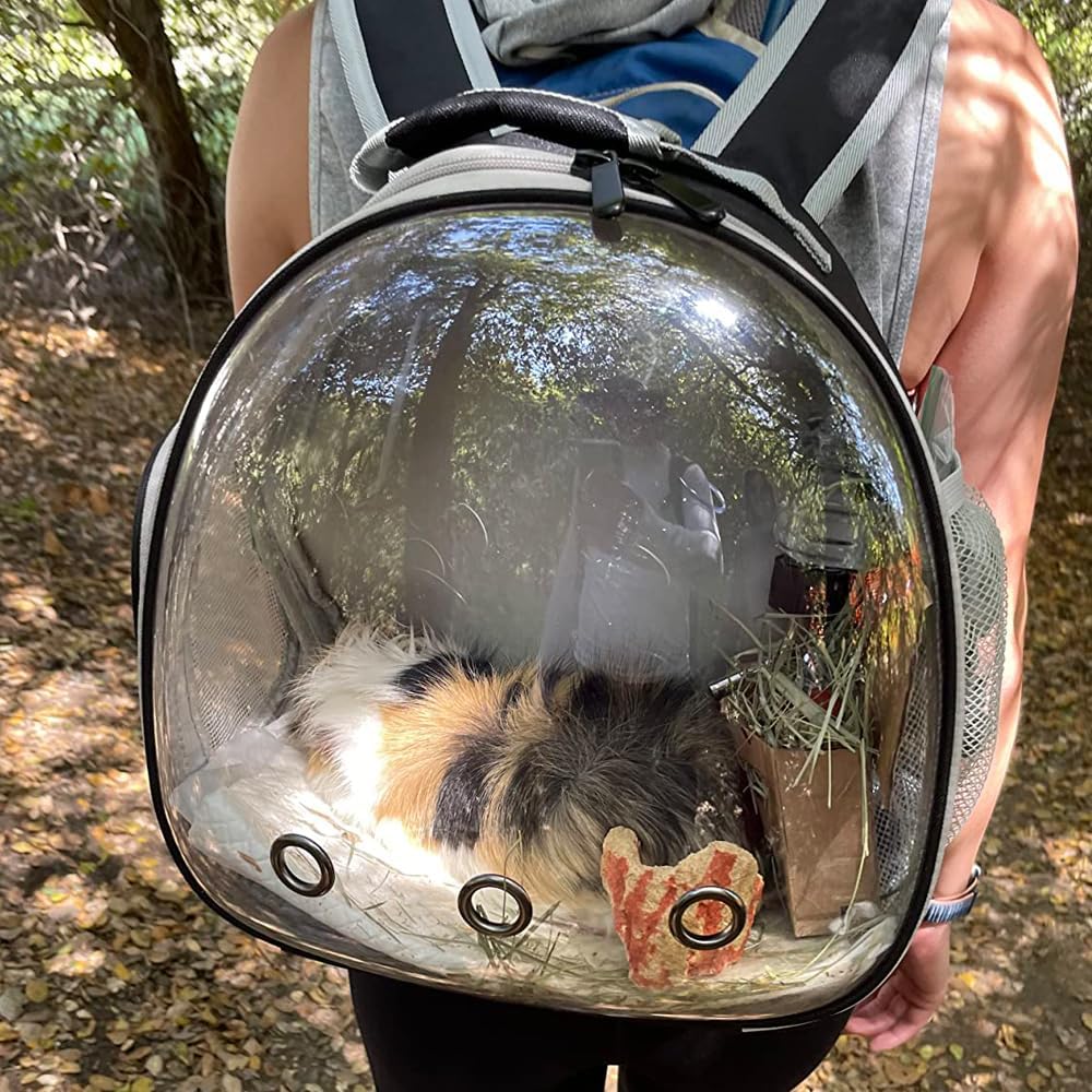 Guinea Pig Backpack Carrier, Bearded Dragon Carrier Backpack with Clear Bubble Window,Small Animal Travel Backpack for Hedgehog Rat Parrot,Rabbit,Sugar Glider,Airline Approved(Black, Backpack)