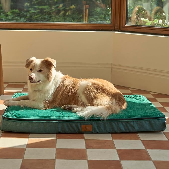 Memory Foam XL Dog Bed - 4” Thick Orthopedic Beds for Extra Large Dogs - Waterproof Dog Bed with Removable Washable Cover & Wrap-Around Zipper - Ultimate Comfort and Easy Maintenance, Green
