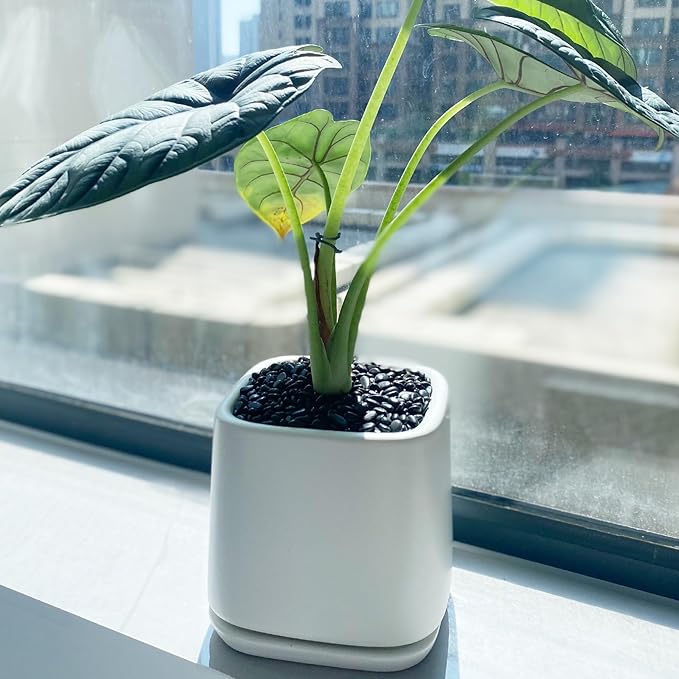 5 lbs Small Black Pebbles - 3/8 inch Decorative Stones for Indoor Plants, Outdoor, Vase, Landscaping & Garden