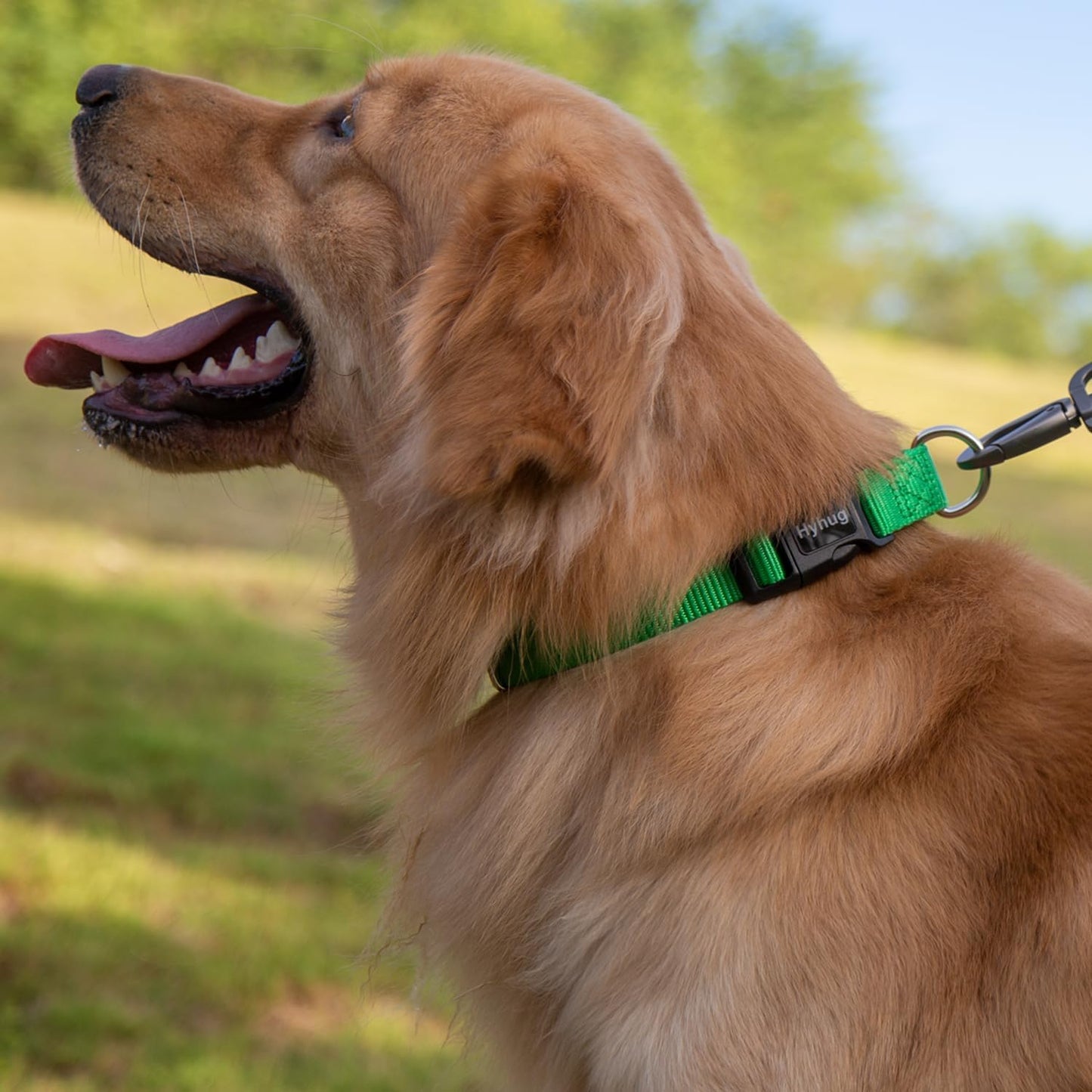 Hyhug Pets Classic Regular Dog Collar with Easy to Put On and Off Buckle. (Large, Lime Green)