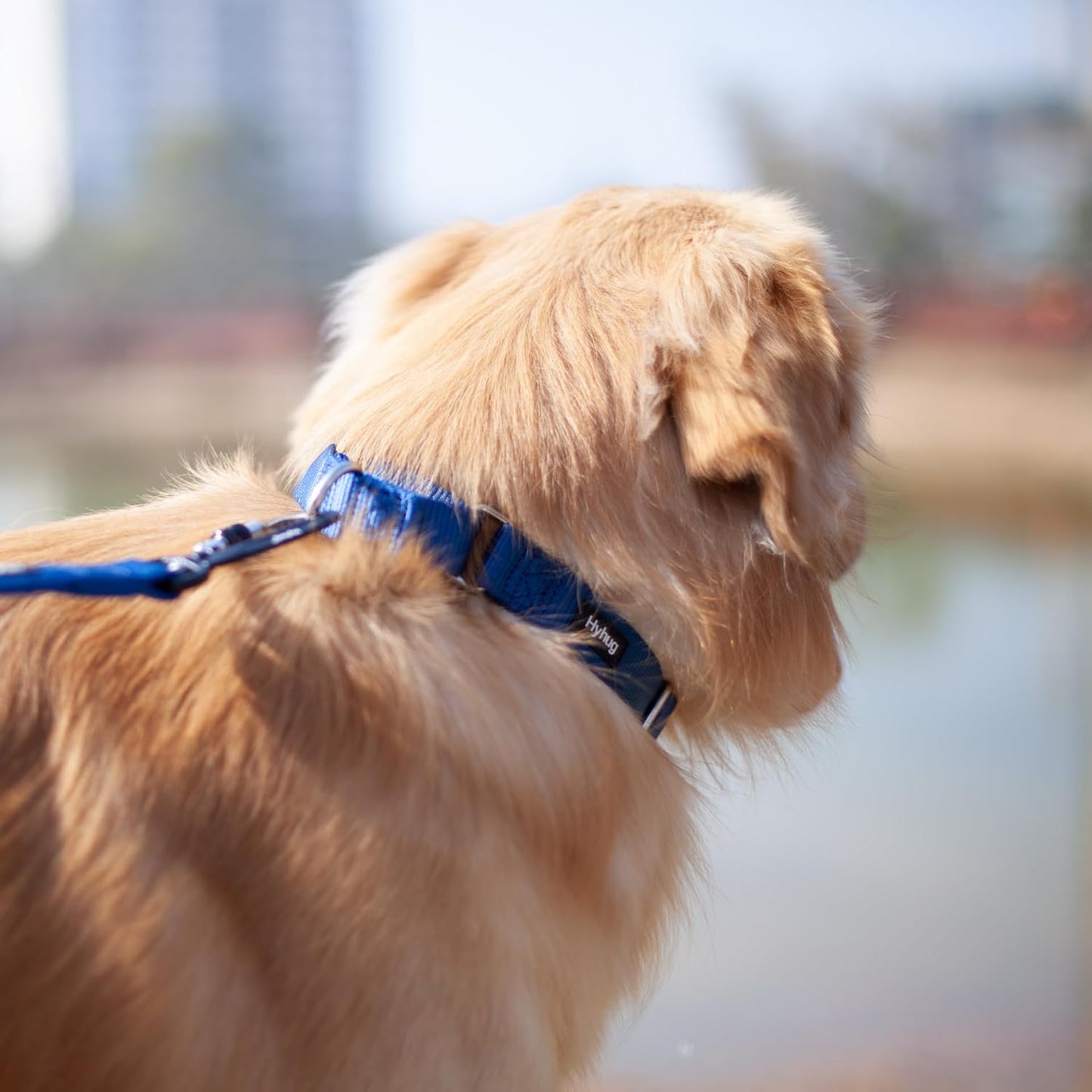 Hyhug Pets Premium Upgraded Heavy Duty Nylon Anti-Escape Martingale Collar for Boy and Girl Dogs Comfy and Safe - Professional Training, Daily Use Walking. (Large, Classic Blue)