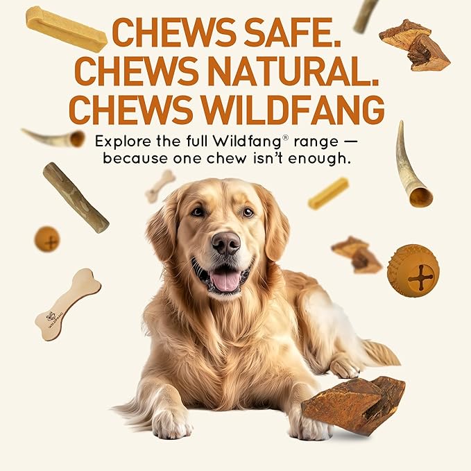 Wildfang® Briar Wood Chewing Root, Medium - Splinter Free Wood Dog Chew Toys for Aggressive Chewer, Odorless Natural Teething Toys Dogs Dental Health, Healthy Gums (for Dogs 33-55 lbs), Pack of 3
