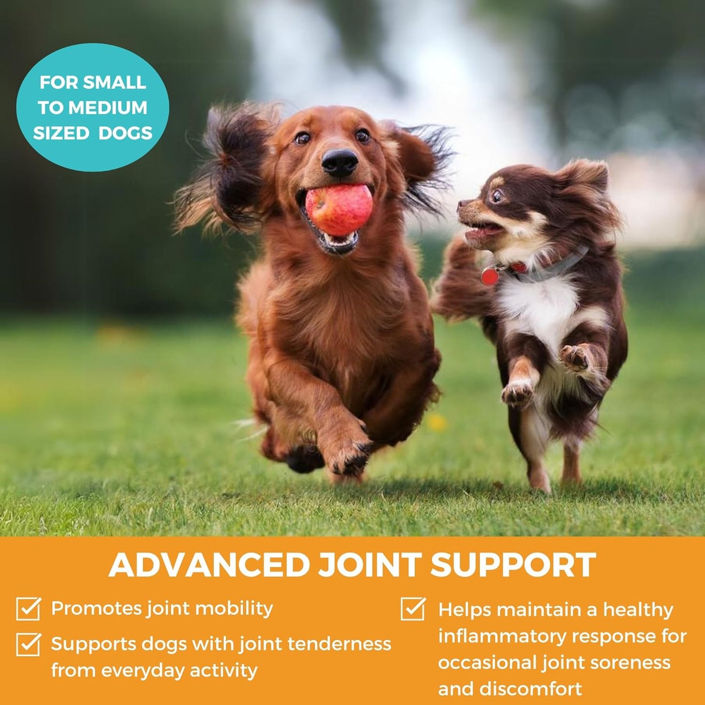 Nootie Progility Mini Hip & Joint Small & Medium Breed Chew Supplement for Dogs, 60 Count