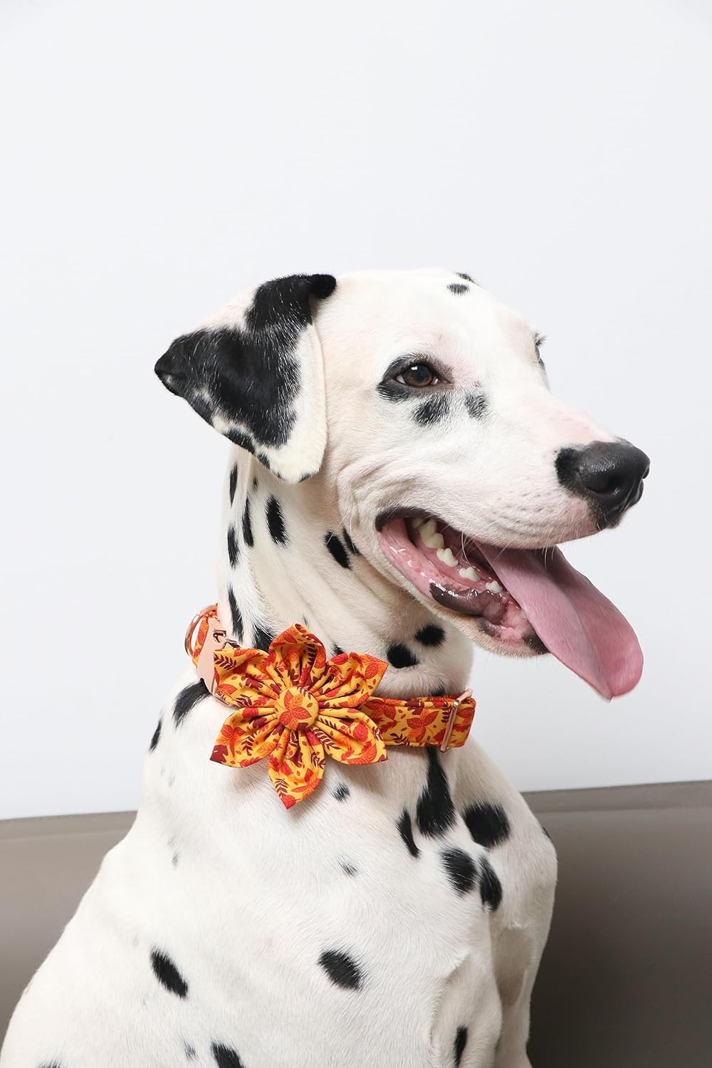 Lionet Paws Dog Collar with Flower - Cute Cotton Adjustable Flower Dog Collar with Metal Buckle for Medium Dog Girl Gift, M, Neck 13.5-22in
