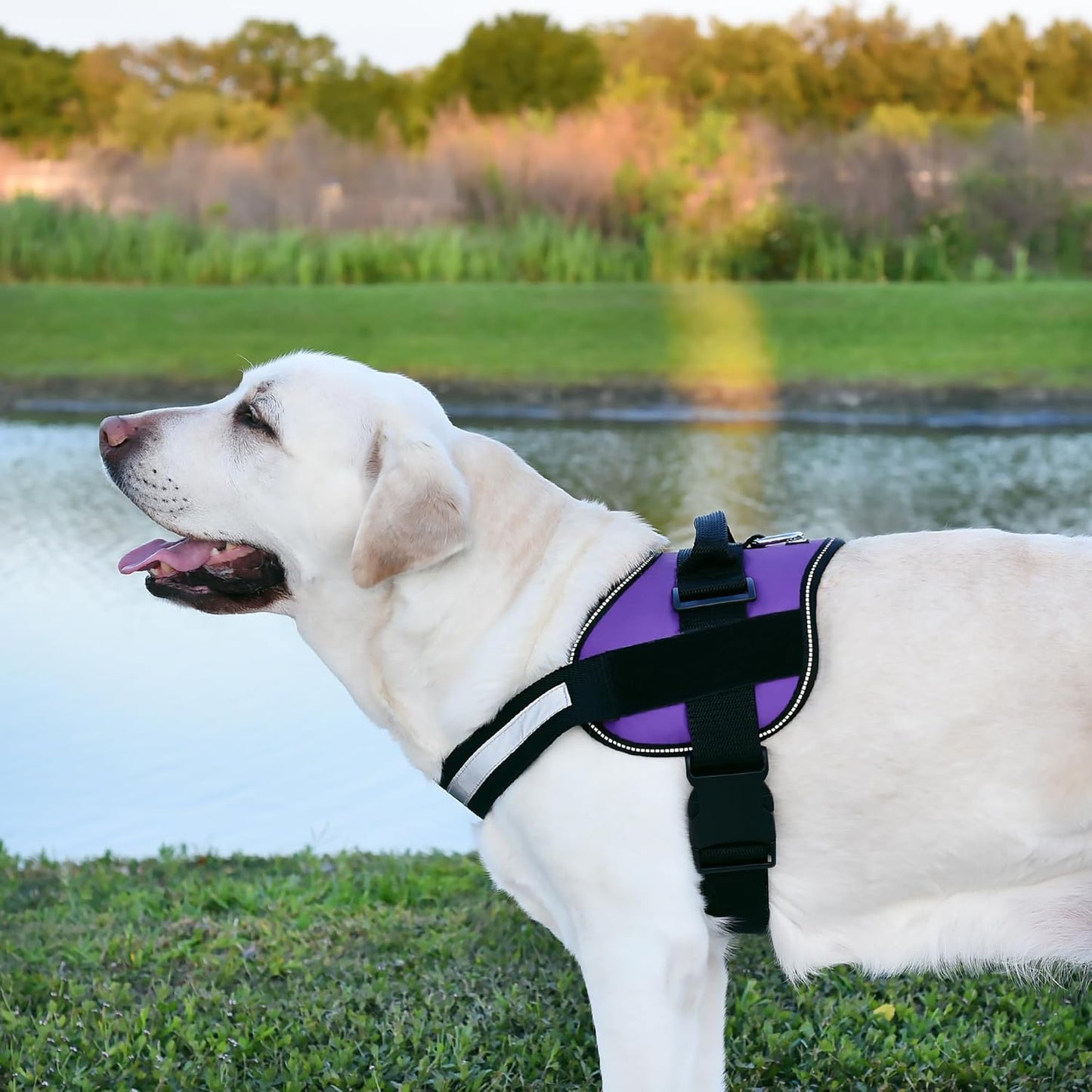 Dogline Dog Harness, Reflective No-Pull Adjustable Vest with Handle, Breathable No-Choke Harness for Small, Medium or Large Dogs Room for Patches Girth 18 to 24 in Purple