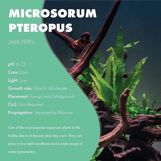 Java Fern Live Aquarium Plants - Potted Freshwater Plant for Fish Tanks - Beginner Friendly, Low Light (Java Fern, 1 Pot)