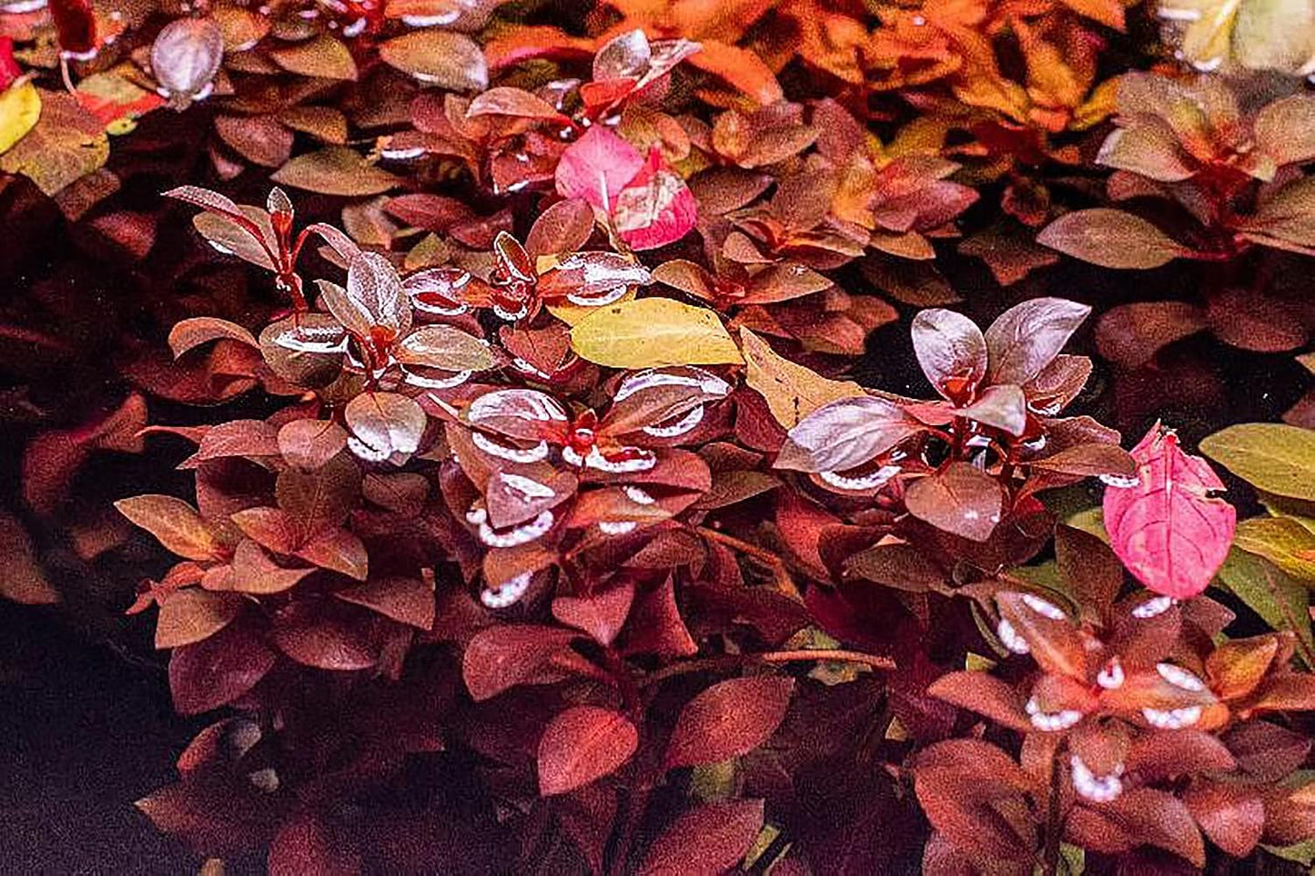 SubstrateSource Mini Bolbitis Baby Leaf - Live Aquarium Plant for Fish Tank Decorations (1 Pot)