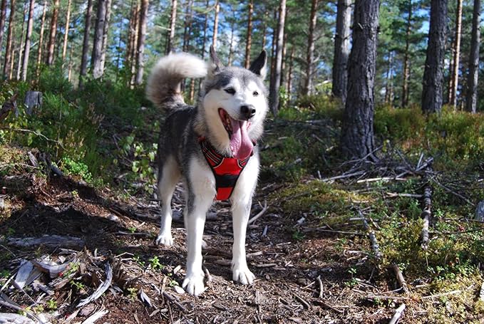 TRUE LOVE Adjustable No-Pull Dog Harness Reflective Pup Vest Harnesses Comfortable Control Brilliant Colors Truelove TLH5651(Red,XL)