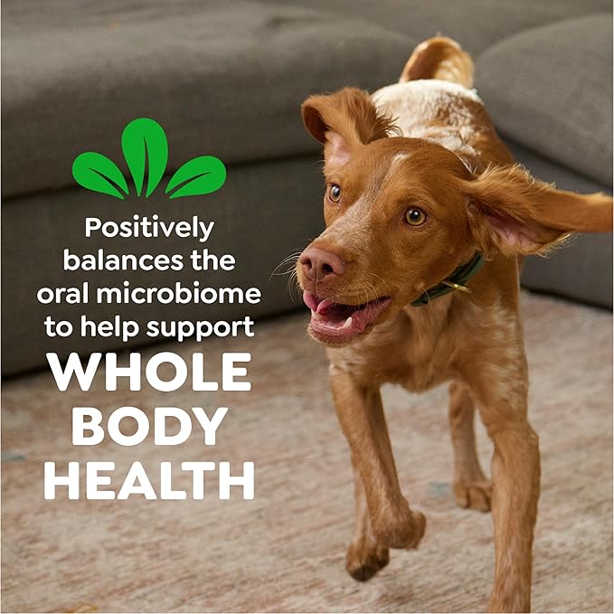 Greenies Veterinarian-Recommended Adult Natural Dental Dog Treats Regular Size, Dog Dental Chews, Original Flavor, 6 oz. Pack, 6 Count