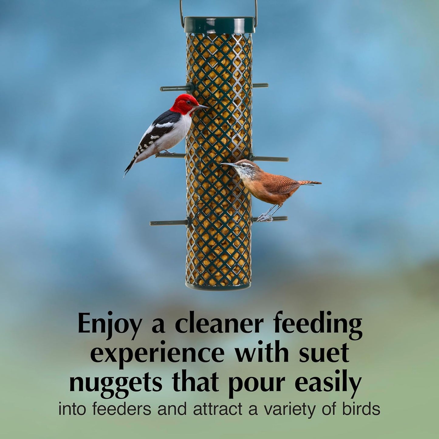 C&S Sunflower Suet Nuggets, Suet Nuggets for Wild Birds, 8 Lbs
