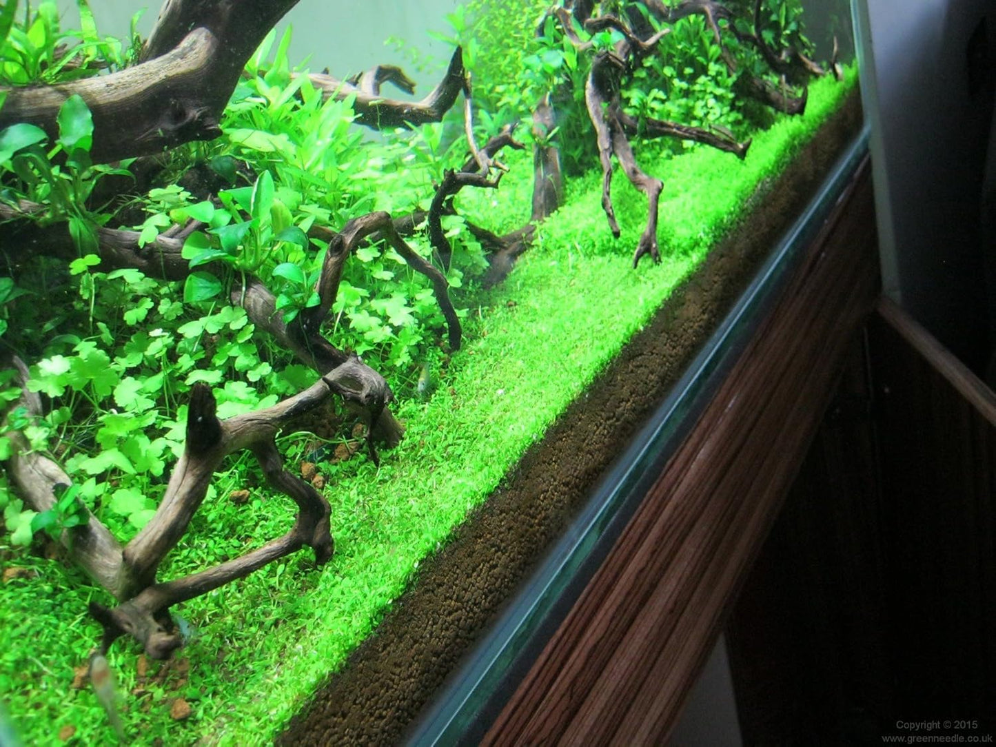 Foreground Potted Live Aquarium Plants | Freshwater Aquatic Plants for Aquariums (Potted Monte Carlo)