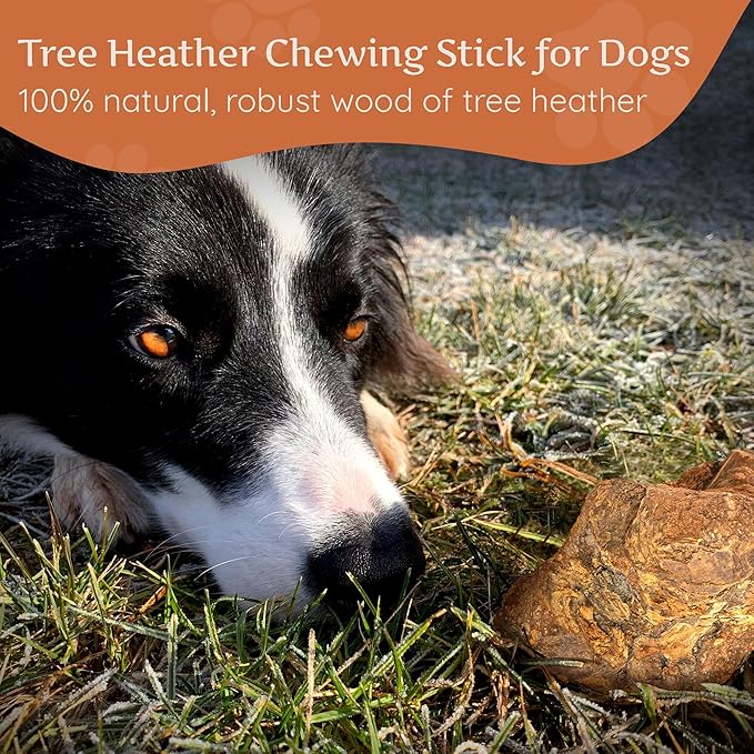 Wildfang® Briar Wood Chewing Root, Large - Splinter Free Wood Dog Chew Toys for Aggressive Chewer, Odorless Natural Teething Toys Dogs Dental Health, Healthy Gums (for Dogs 55-99 lbs), Pack of 1